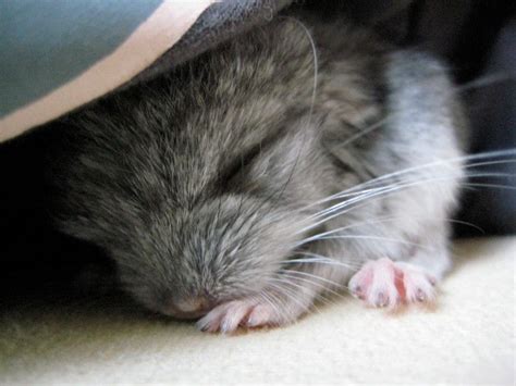 Beautiful baby chinchilla sleeping. Super Cute Animals, Animals And Pets, Chinchillas, Rats ...