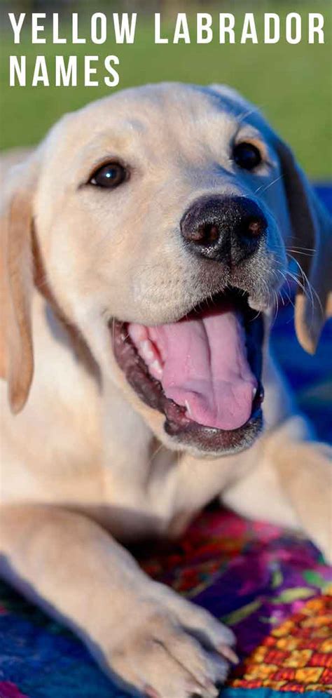 Yellow Lab names - 250 Awesome Ideas For Naming Your Pup