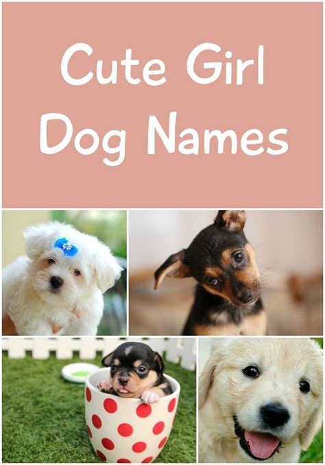 Pin on Dog Names