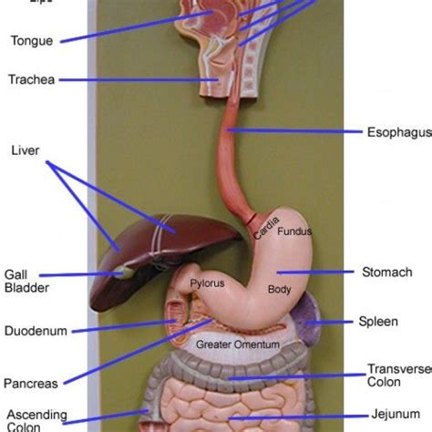 System Model Labeled - Human Anatomy Body Human Digestive System Model ...