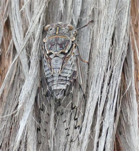 Sounds of summer: why are cicadas so loud? – CSIROscope