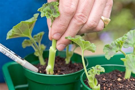 How to Take Geranium Cuttings - BBC Gardeners World Magazine