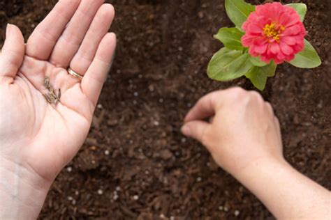 A Detailed Guide On How To Plant Zinnia Seeds