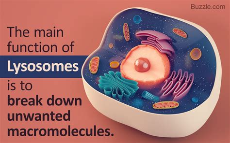 Functions of Lysosomes | Cell membrane, Biology, Study