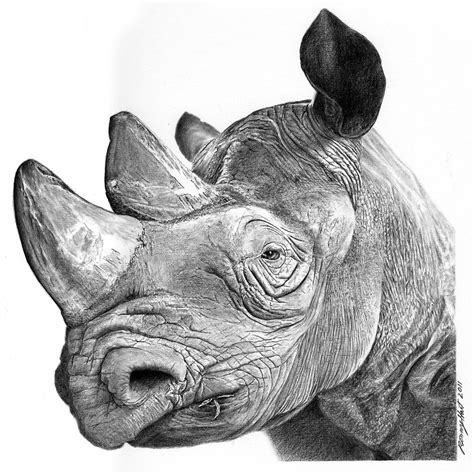 Rhino Pencil Drawing at GetDrawings | Free download