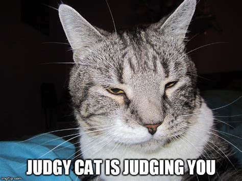 Image tagged in judgy cat - Imgflip