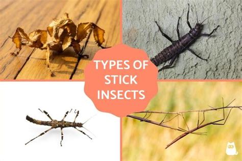 Types of Stick Insects - Characteristics of Stick Bugs - With Photos