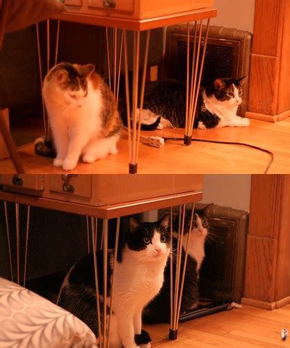 Cats waiting in line for the heating vent | Pyewacket hogs t… | Flickr