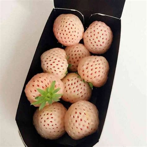 Rare White Strawberry Seeds, 300pcs/pack – GreenSeedGarden