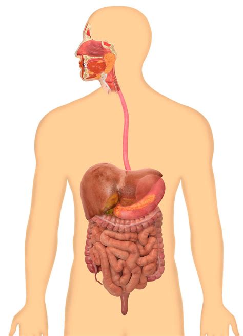 EGD Procedure - Baytown, TX & Houston, TX: GI Specialists of Houston, LLP