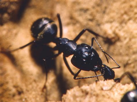 Life Cycle Of The Black Carpenter Ant - Picture Of Carpenter