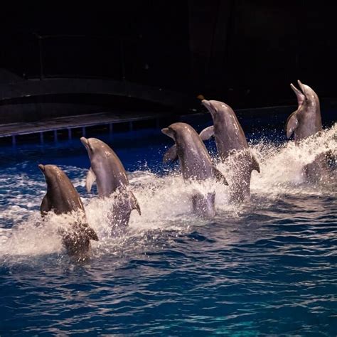 What Time Is The Dolphin Show At The Georgia Aquarium - Aquarium Views