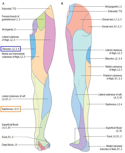 Inner Thigh Muscles Anatomy - Anatomy Drawing Diagram