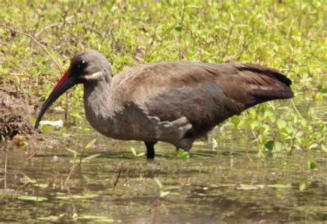 Hadeda (Hadeda Ibis) Mabalingwe, Bela Bela, South Africa | Africa, Bela ...