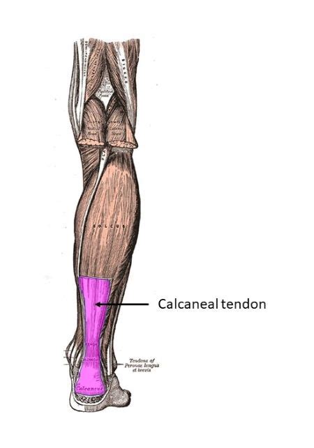 The calcaneal tendon runs between the calcaneus and the __________. a. Fibularis longus. b ...