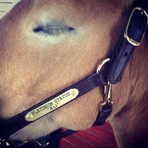 BEST SELLING 1" HALTER, with engraved name plate. Starting at $59.99 ...