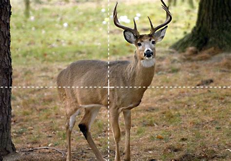 Can a Shoulder Shot Kill a Deer - Adventure Blog