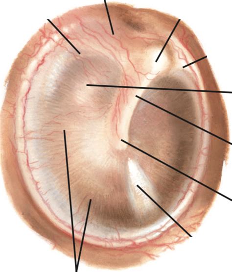 Tympanic membrane anatomy Diagram | Quizlet