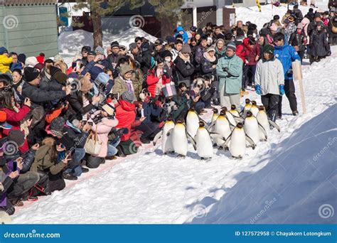 Asahiyama Zoo, Asahikawa, Hokkaido, Japan Editorial Stock Photo - Image of february, horizontal ...