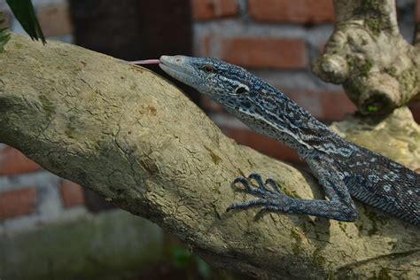 Lizard 4 - Bali Reptile Park | Where Hot and Cold-Blooded Meet