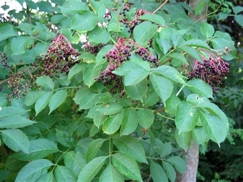 Elderberry Tree Pictures