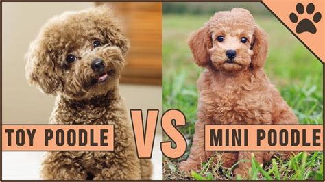 Whats The Difference Between Toy And Miniature Poodle