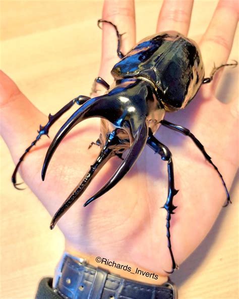 Giant Rhino Beetle - Chalcosoma moellenkampi from Borneo | Rhino beetle ...