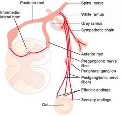 Preganglionic and Postganglionic Sympathetic Neurons - Medical Physiology