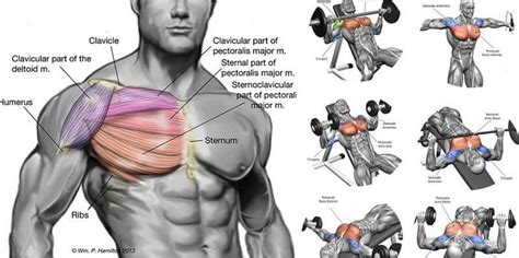 PECS EXERCISES | Chest workouts, Best chest workout, Chest workout for men