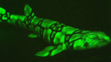 Neon Sharks Caught on Camera | Tiefsee, Haie, Tiere