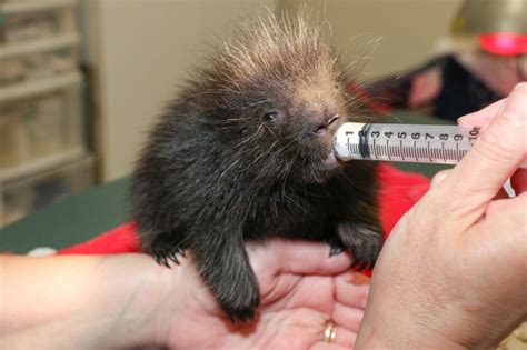 Rescued Baby Porcupine Gets A Midnight Syringe Feeding At Wildlife ...