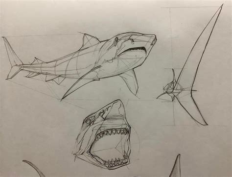 Tried drawing a few sharks : drawing in 2020 | Drawings, Drawing websites, Art blog