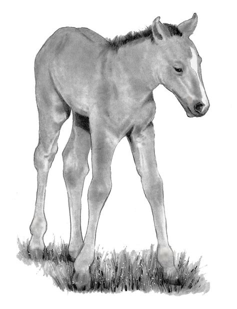 Young Colt Standing Drawing by Joyce Geleynse