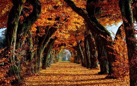 Autumn | Autumn scenery, Autumn wallpaper hd, Scenery wallpaper