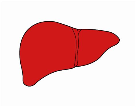 Dibujo de Hígado humano pintado por en Dibujos.net el día 23-10-20 a las 22:10:32. Imprime ...