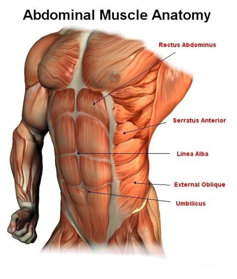 Male Abdominal Muscle Anatomy | Abdominal muscles anatomy, Muscle anatomy, Anatomy