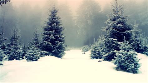 Snowy forest / 1366 x 768 / Forest / Photography | MIRIADNA.COM