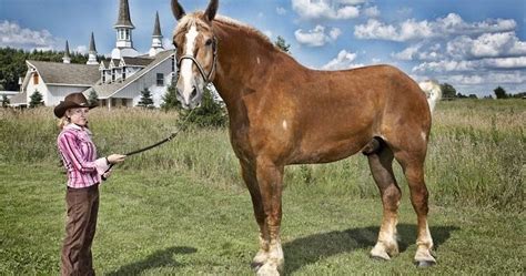 Animais incríveis: O maior cavalo do mundo