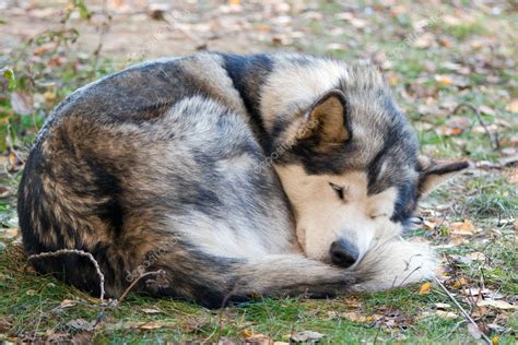 Sleeping Alaskan Malamute Stock Photo by ©Laures 5204485