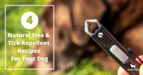 4 Natural Flea & Tick Repellent Recipes For Your Dog in 2020 | Tick repellent, Flea and tick ...