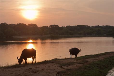 Habitat of the Wild Water Buffalo