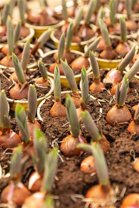 How To Plant Tulip Bulbs – Best Time Of Year To Plant Tulips – GeniusWriter