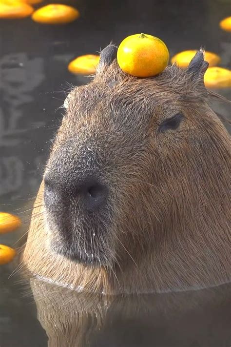 Capybara With Orange On Head - WORDBLOG