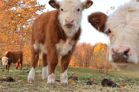 Middleground Miniature Herefords: November 2012 | Cow pictures ...