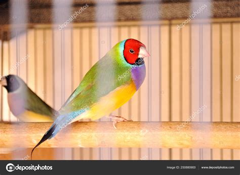 Gouldian Finch Cage Stock Photo by ©sparrowbh 250880900