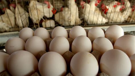 Salmonella Outbreak Prompts National Egg Recall – NBC4 Washington