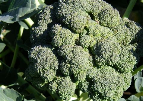 Broccoli’s cancer prevention mechanism found to work on “non-coding RNA” to prevent formation of ...