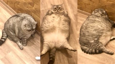 Is this the world's fattest cat? Enormous kitty's owners tell trolls she's on a diet - World ...