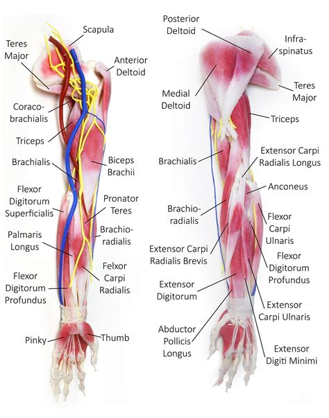 Arm Muscles Diagram - Human Anatomy Arm Muscles Anatomy Of Arm Muscles ... : Arm muscles can ...