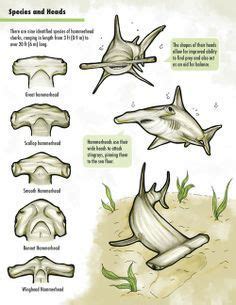 Types of hammerhead sharks | Hammerhead shark, Shark, Shark facts